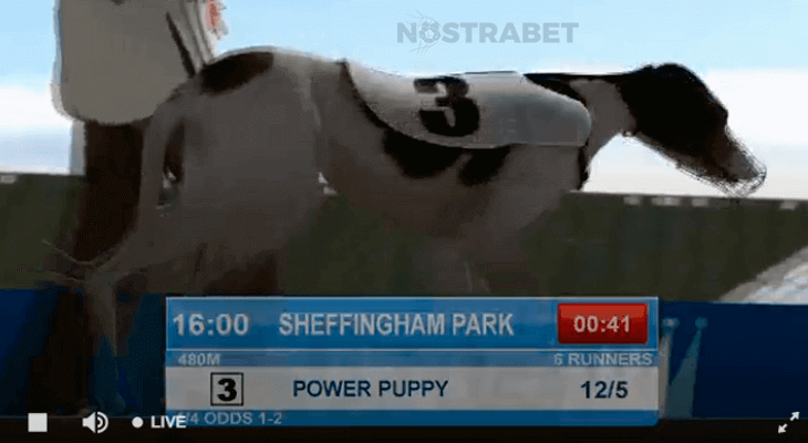 Betfred virtual grayhounds